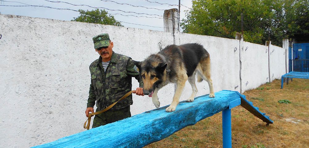 В исправительных учреждениях Республики прошли  соревнования среди кинологов